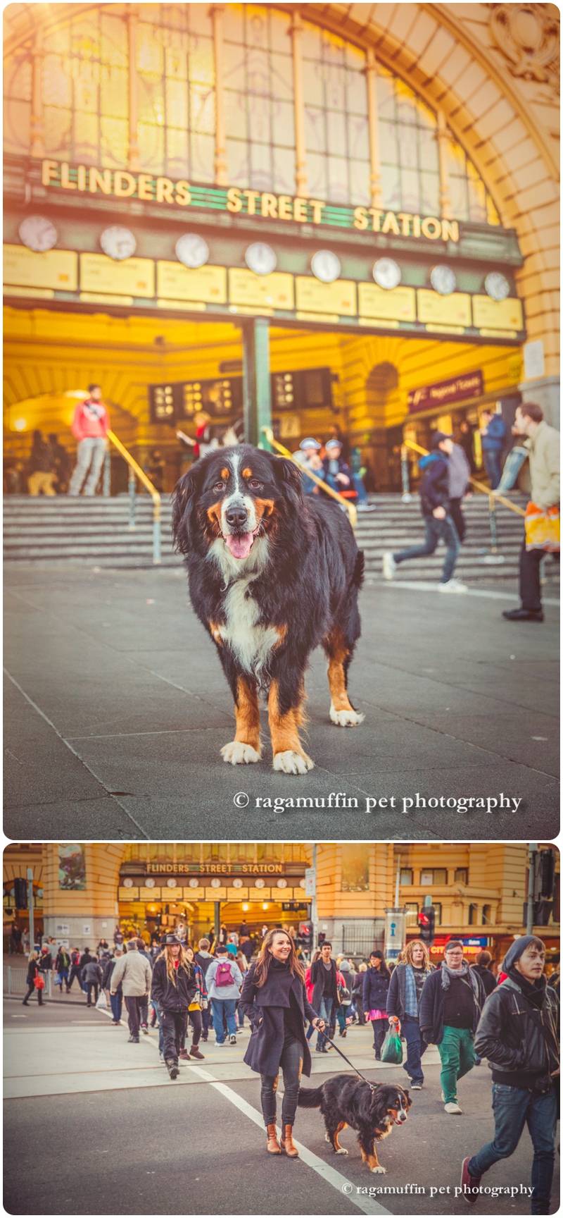 Dog at Flinders Street Station, Melbourne