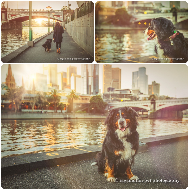 Dog by the Yarra River, Southbank with Melbourne skyline in the background