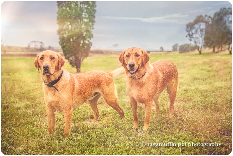 Geelong Dog Photography - two labrador dogs