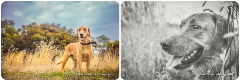 Geelong dog photography in grass field