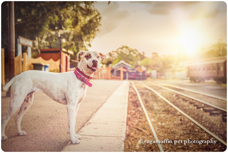 Dog at train station