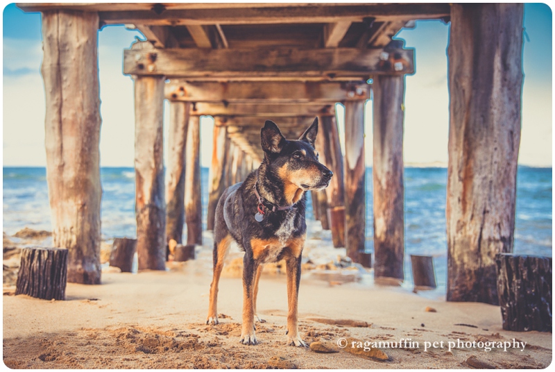 Dog Under Pier Photograph
