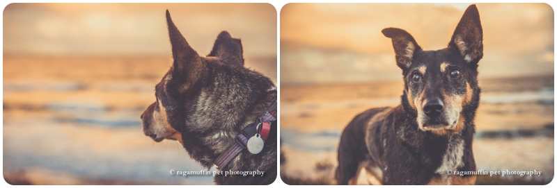 Torquay Beach Pet Photography