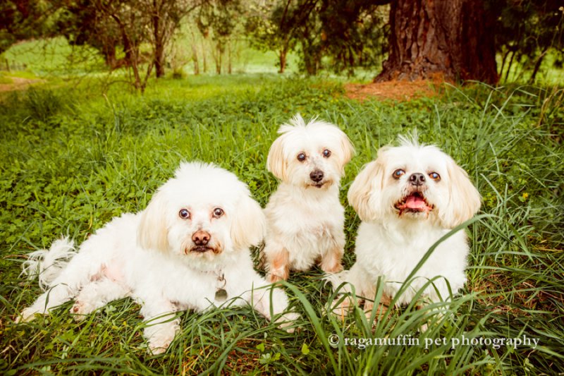 group photo of white dogs in Melbourne