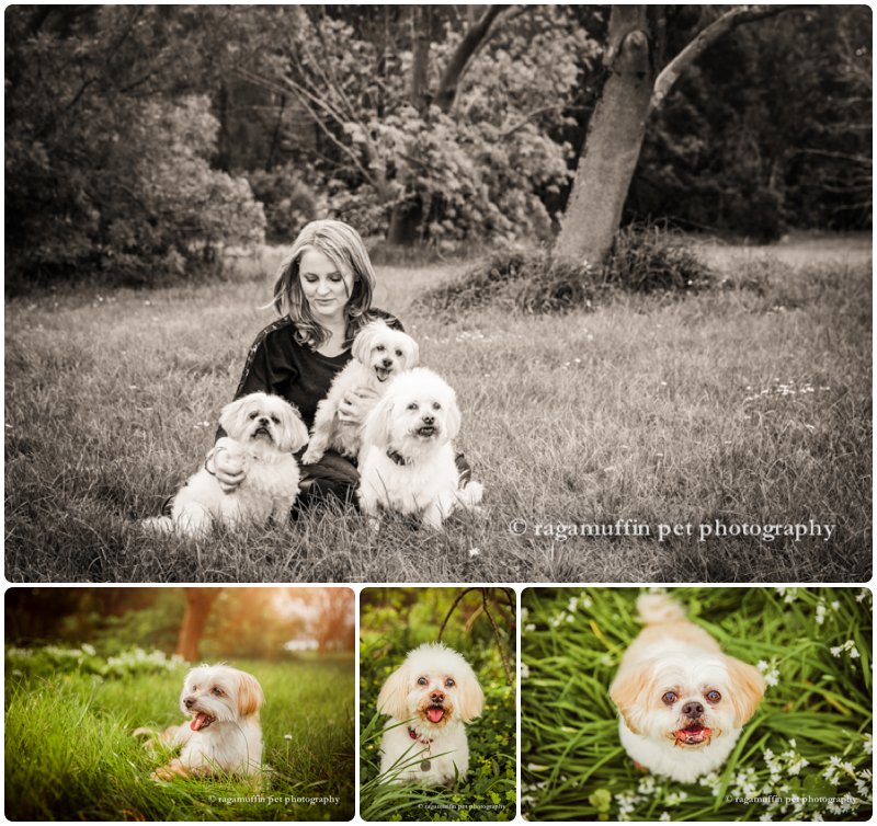 Candid photographs of woman with her white dogs in templestowe