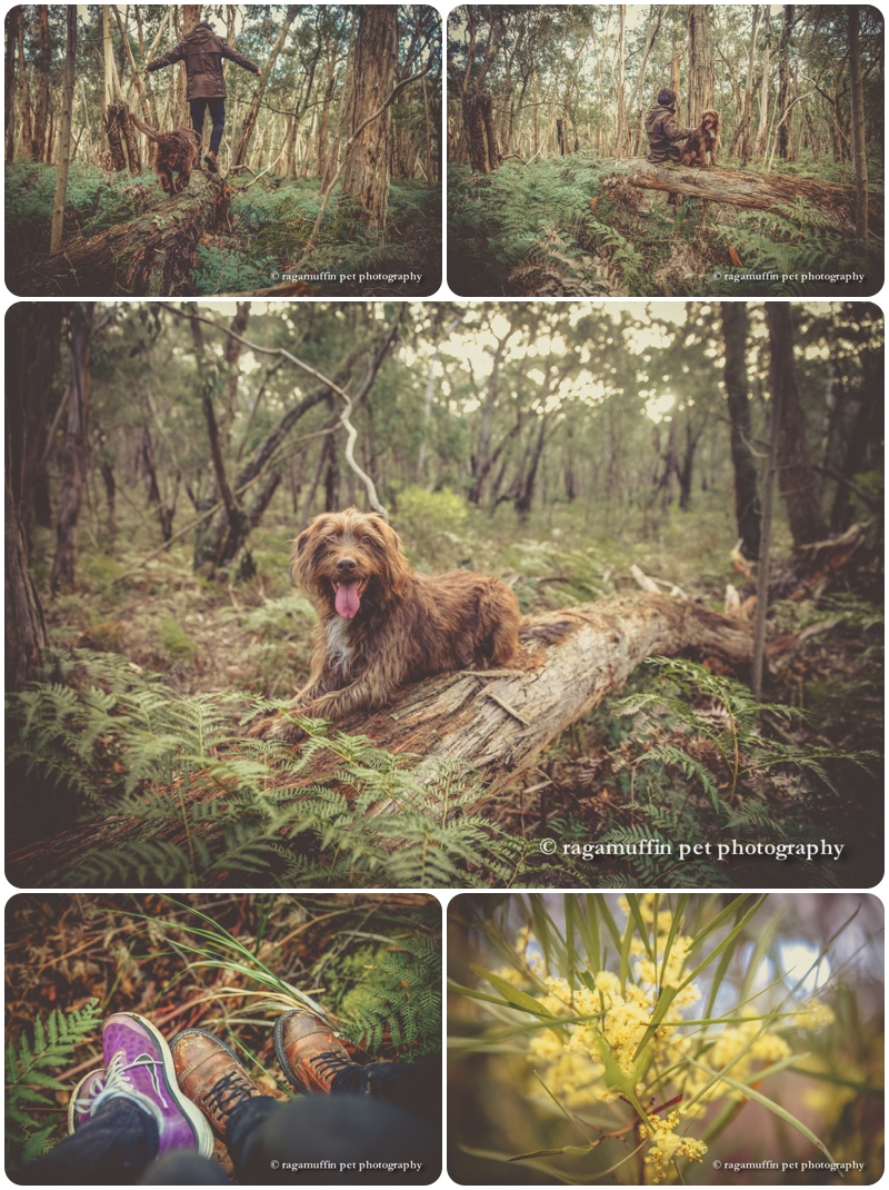 Melbourne Pet Photography in Bush