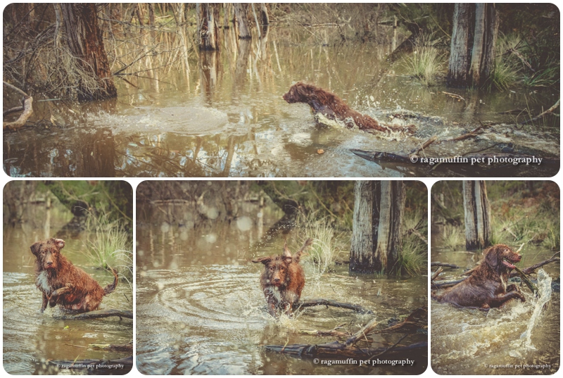 Dog in water in Australia