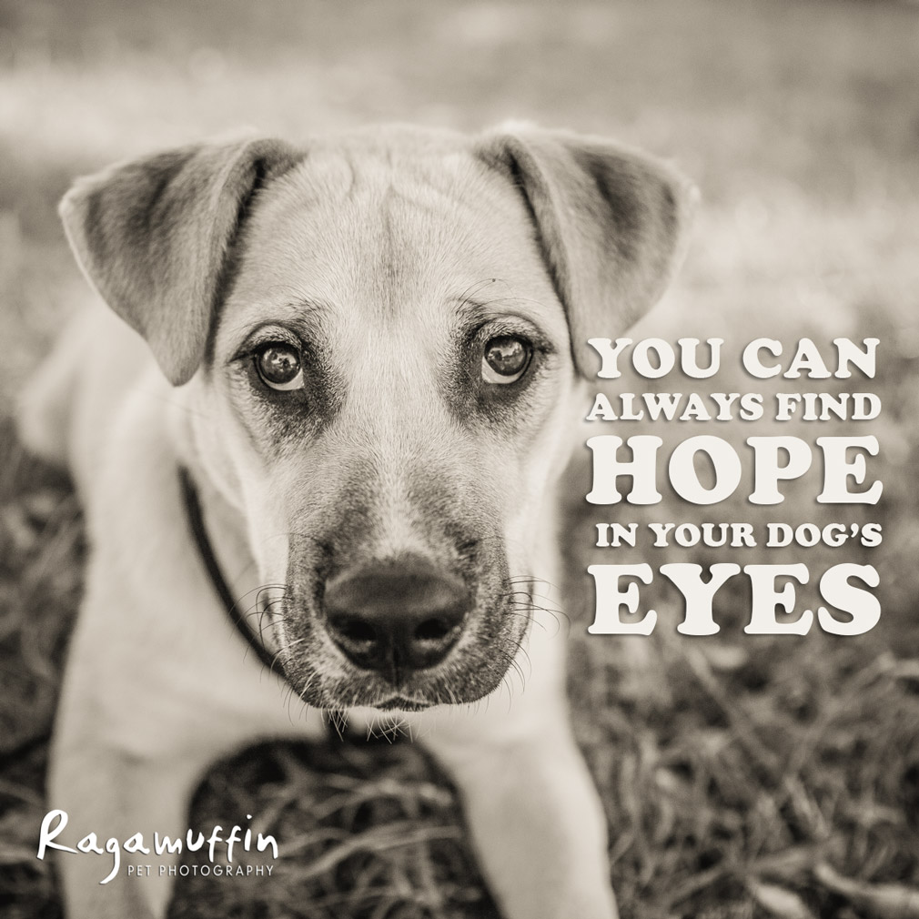 dog-quote-hope-eyes