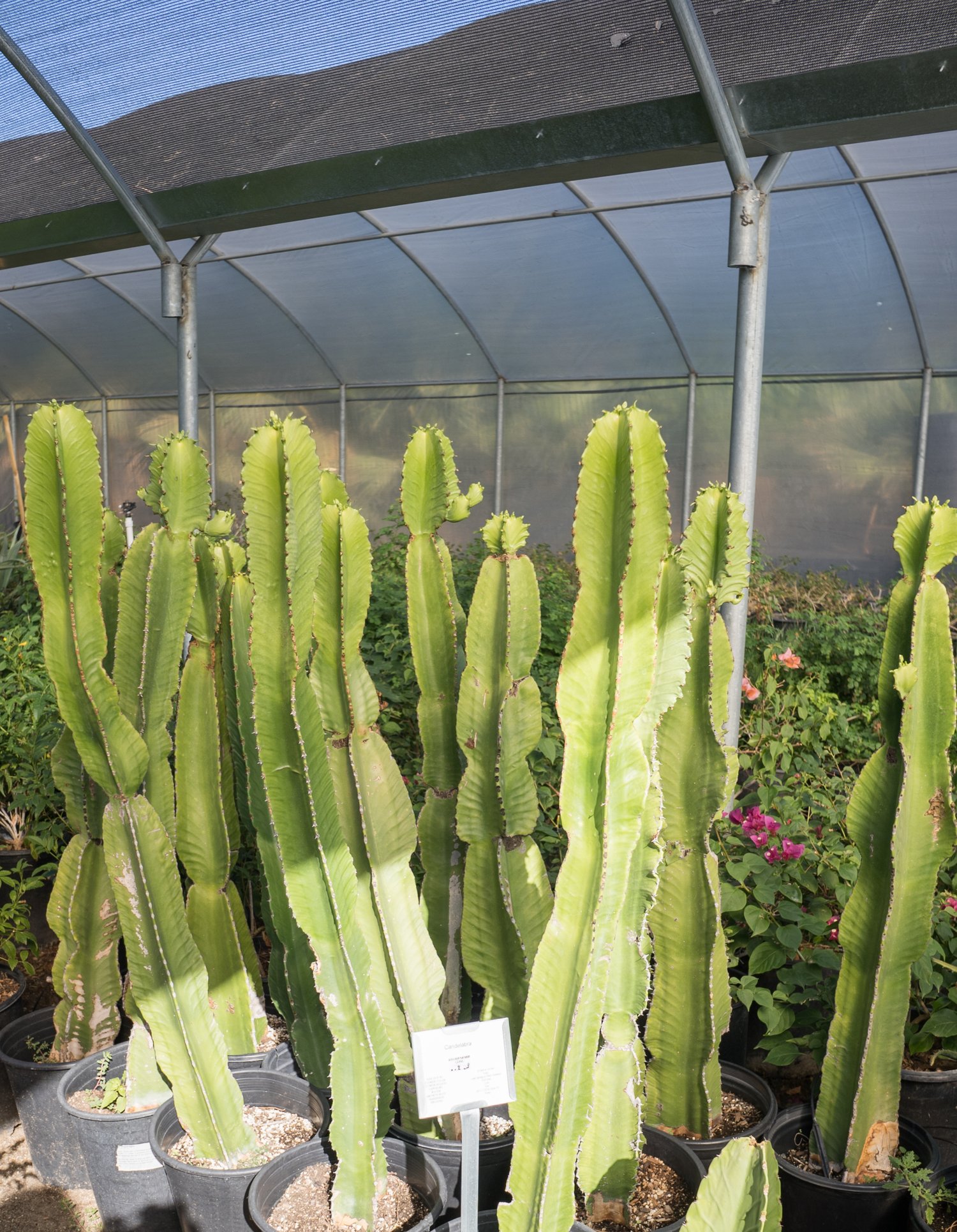 Candelabra Cactus - Euphorbia Ingens — GDNC Nursery