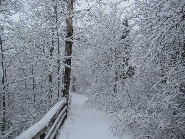 Oberholzer Trail in Winter