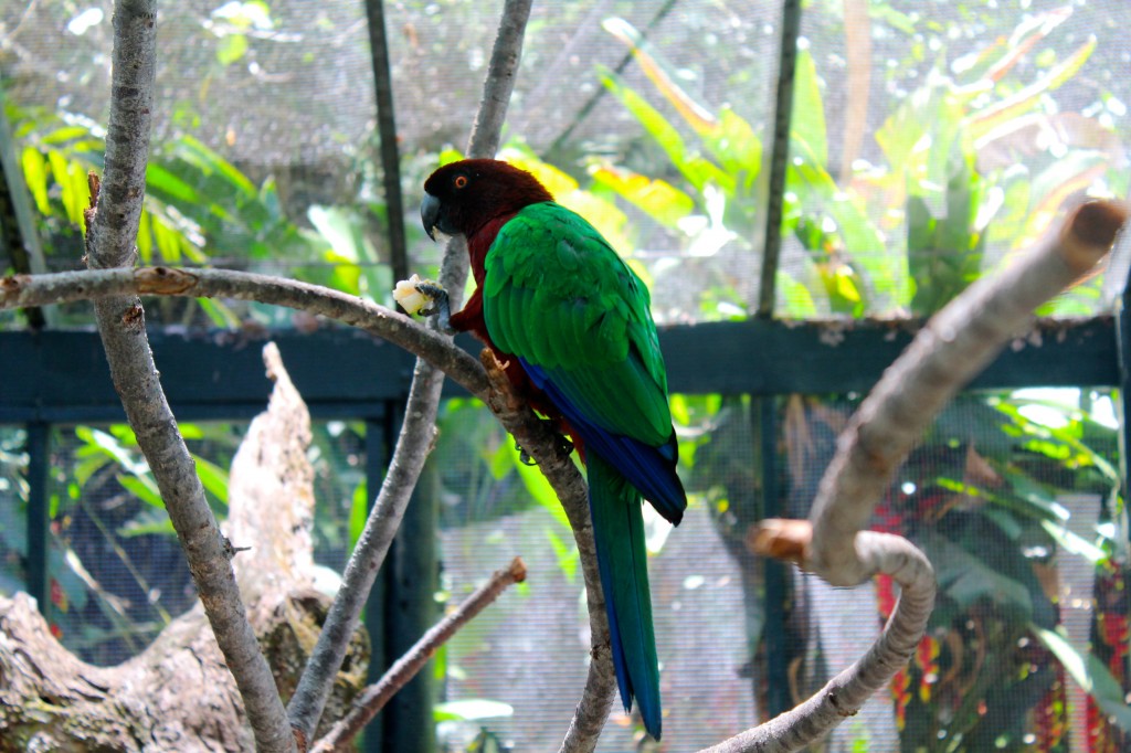 Fijian Musk Parrot
