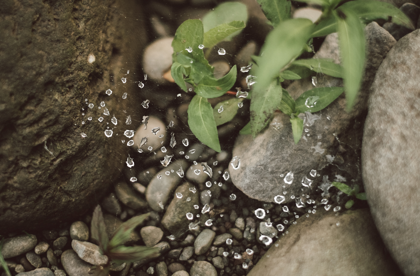 Dew In A Spiderweb