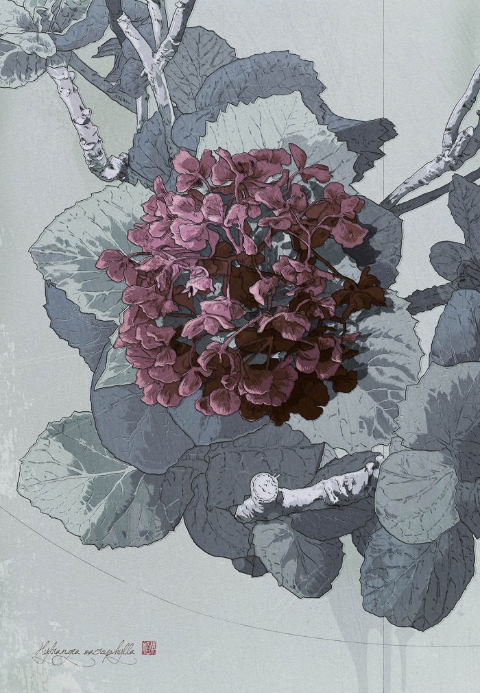 09-sdoshimizu-hydrangea-macrophylla-700x1011