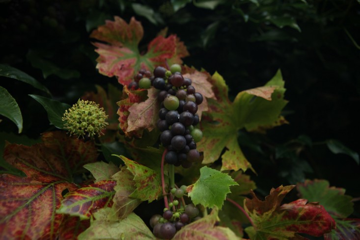 grape and ivy flower