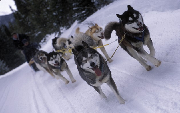 [HOW TO] Book a Dogsled Tour for your Destination Wedding in the Rocky Mountains  |  photo[carlscofield.com]