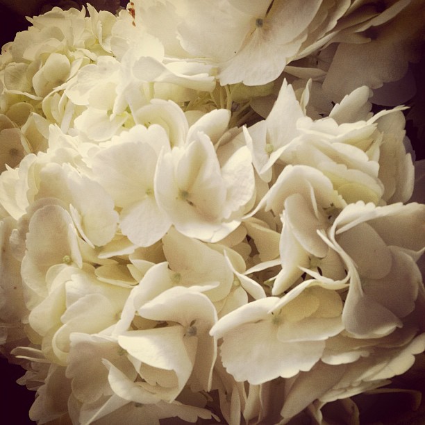 White Hydrangea  | Bridal Bouquets for Winter Weddings in the Rocky Mountains //  Breckenridge florist, wedding flowers, corsage, boutonierres, arrangements