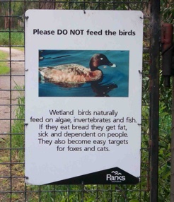 Don't feed the birds!