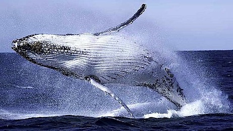 350247-whale-breaching.jpg