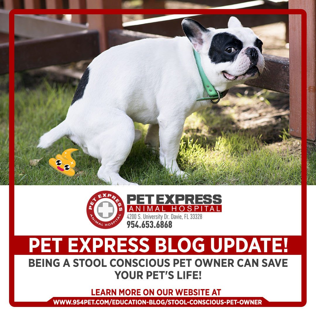 What Stinks?! Stool guide for the conscientious pet owner. — Pet Express  Animal Hospital