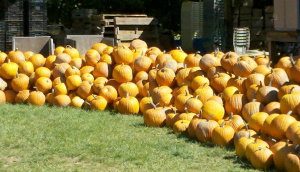 2012 pumpkins 1