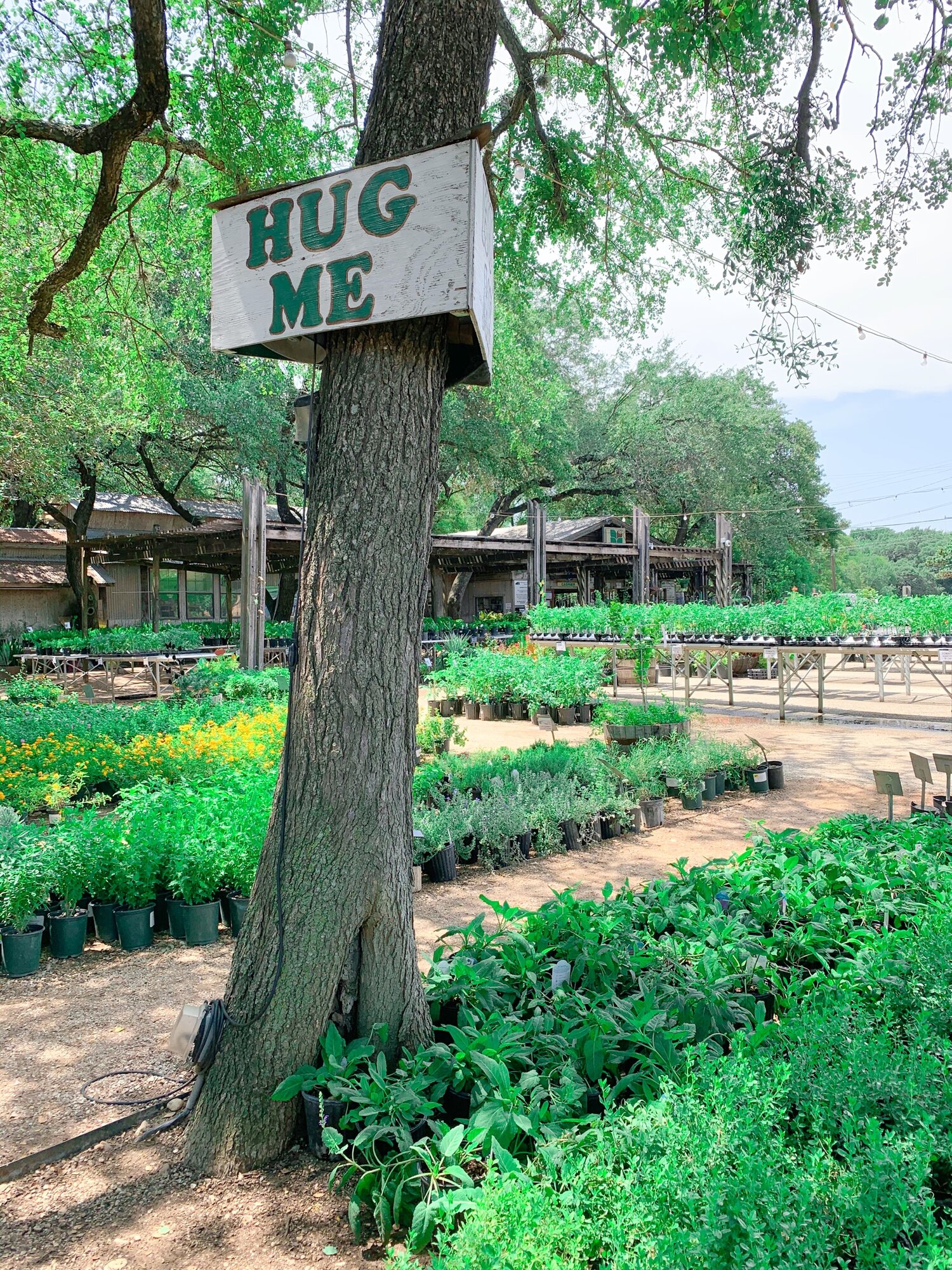 The Best Plant Nurseries In San Antonio San Antonio Love List
