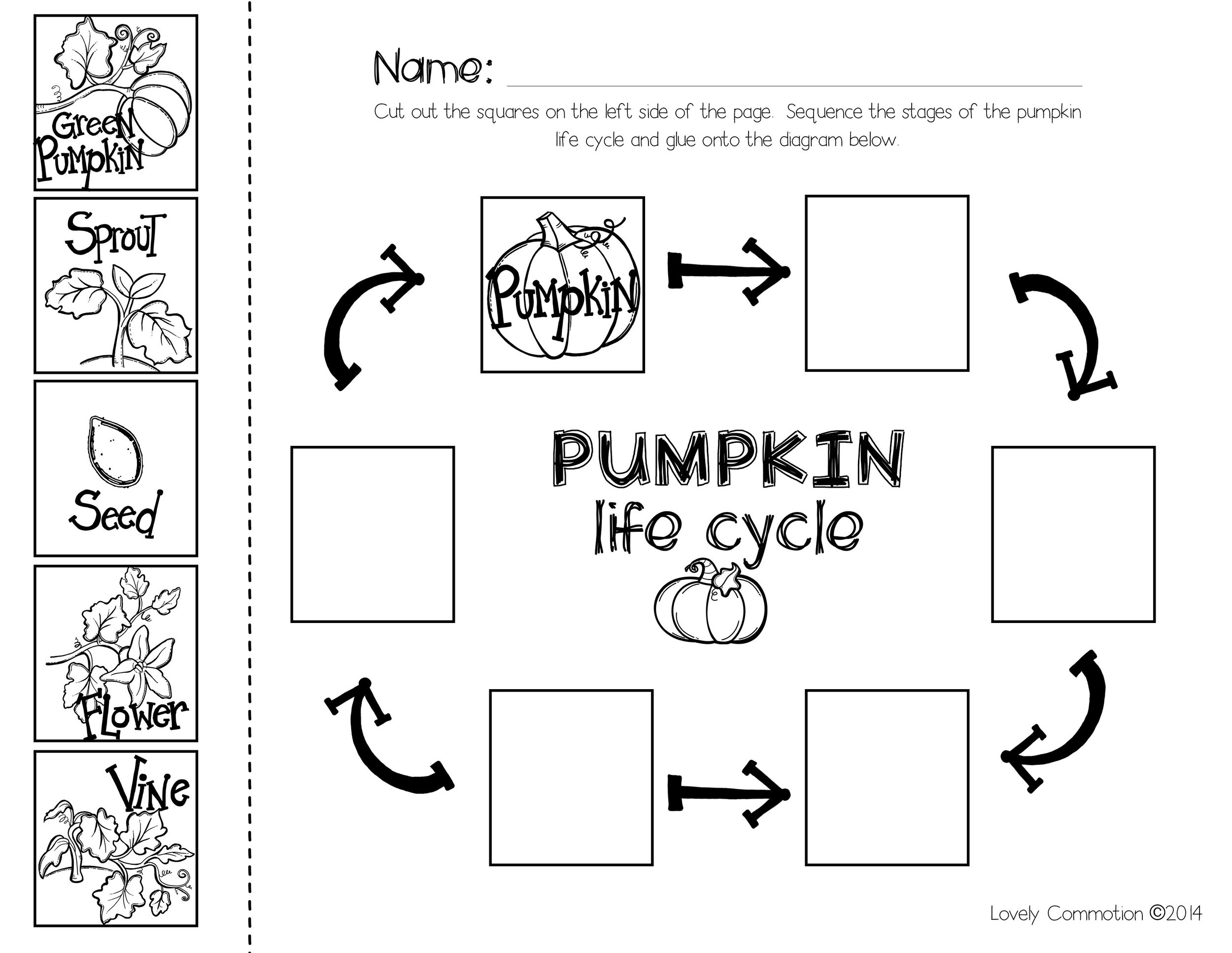 Pumpkin Life Cycle Coloring Pages Printable Sketch