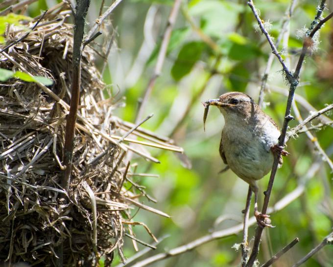 marsh-wren-bird-brings-food-to-the-nest-cistothorus-palustris-680x544 (1)