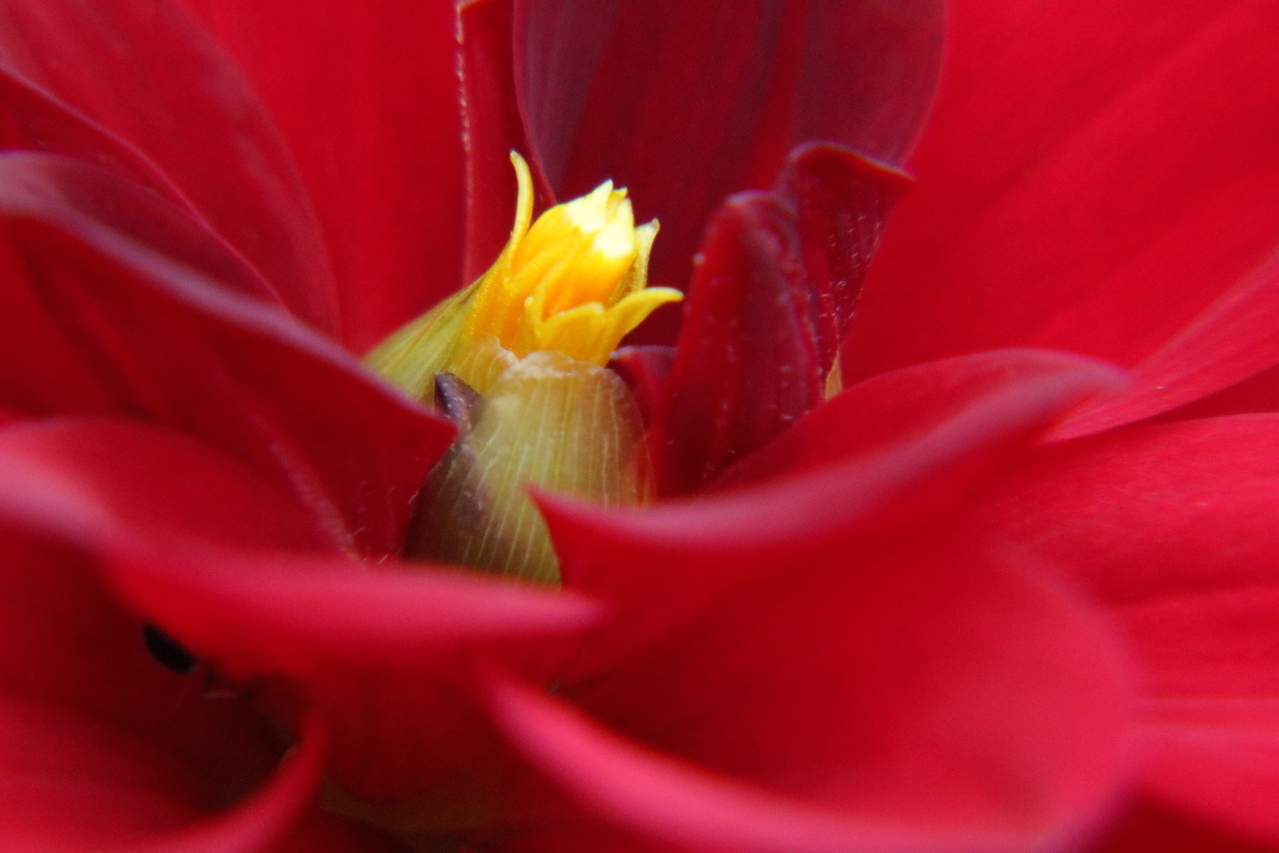 yellow-ovary-red-flower-macro-1634144-1279x853