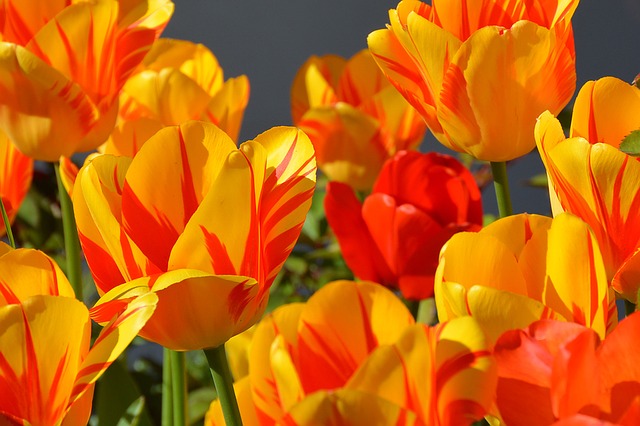 tulips-1261142_640