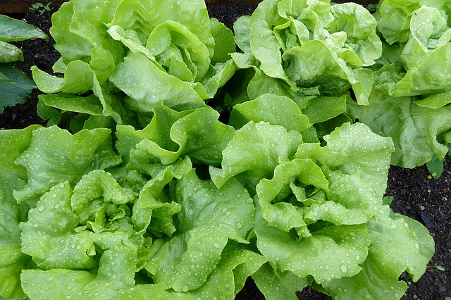 lettuce-1463495_640