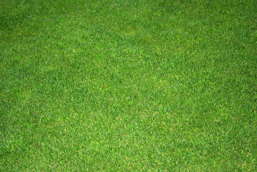 A picture of trimmed grass.