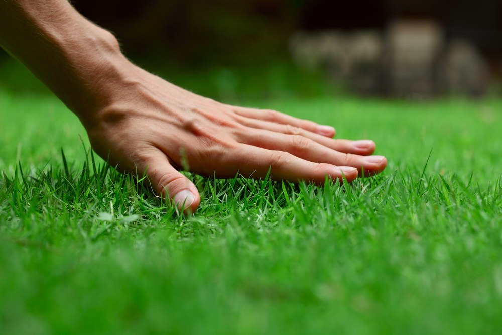 4 Tips for a Green Lawn This Spring