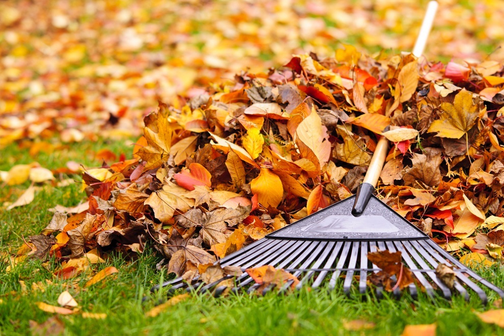 Taking Care of Your Yard in the Fall