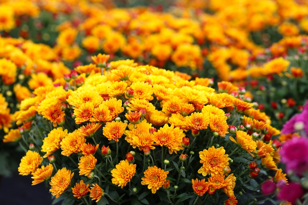 Add Color to Your Yard With These Fall Flowers