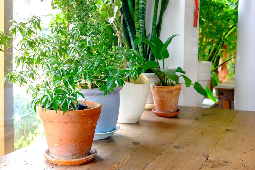 5 Benefits of Keeping Houseplants