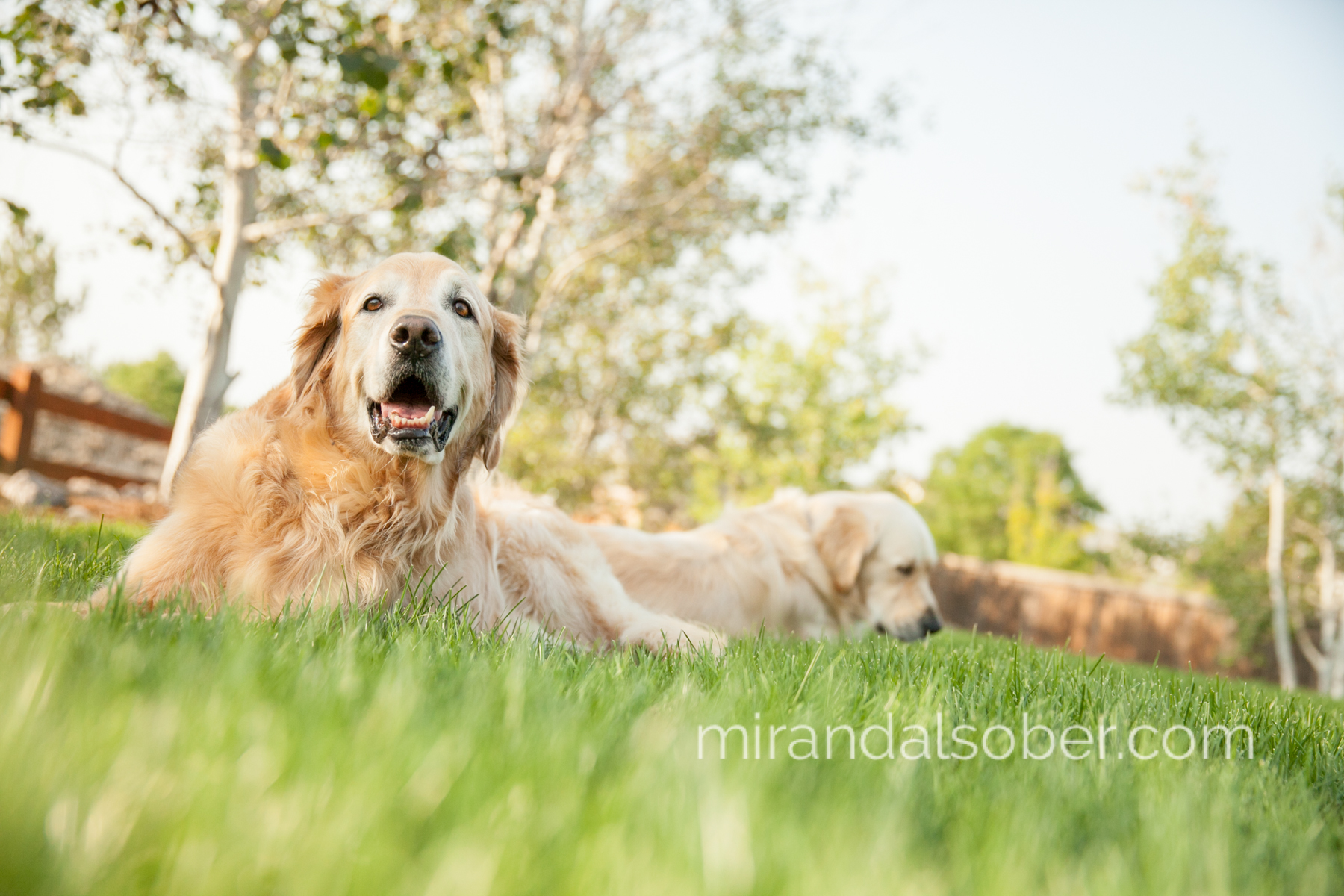 dog days, Miranda L. Sober, Fort Collins Photographer