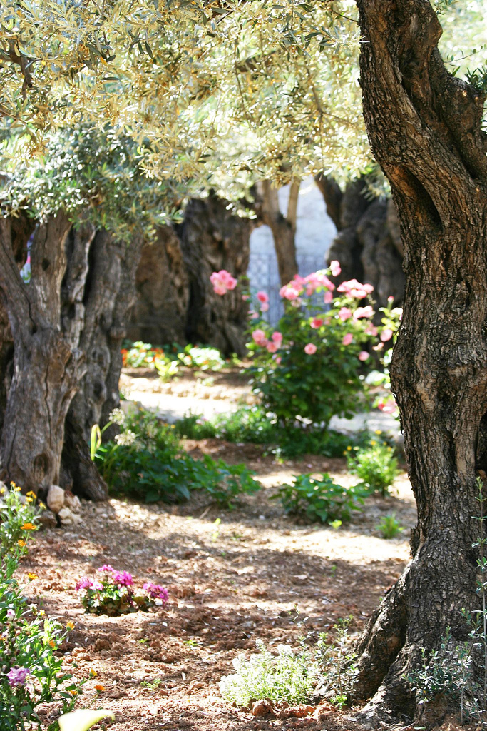 Where Was The Garden Of Gethsemane Plough Boy Resources