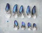 Blue and Gray Photograph, Bird Feather Picture, Feather Collection, Blue Nature Photography, Gray Still Life Photo