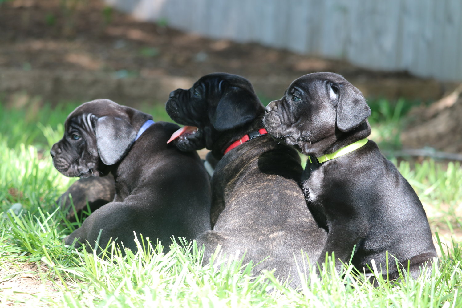 Puppy Growth Periods — PhogHaven Cane Corso