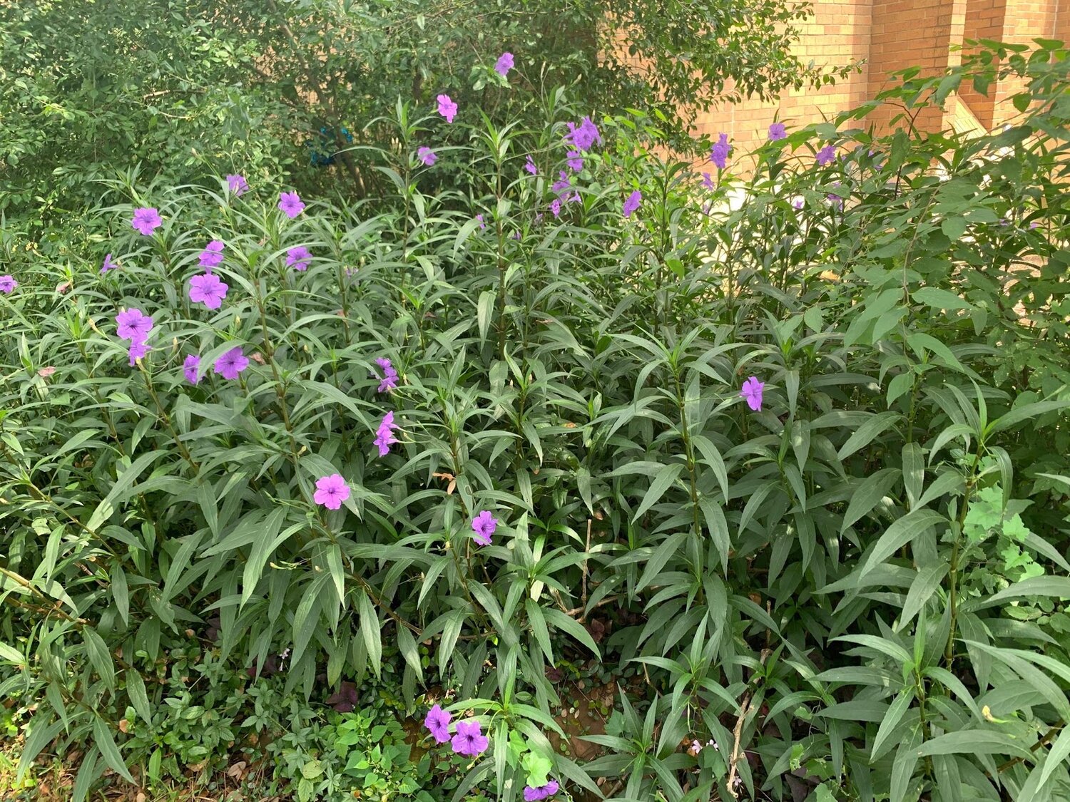 ruellia simplex, mexican petunia — horticulture is awesome!