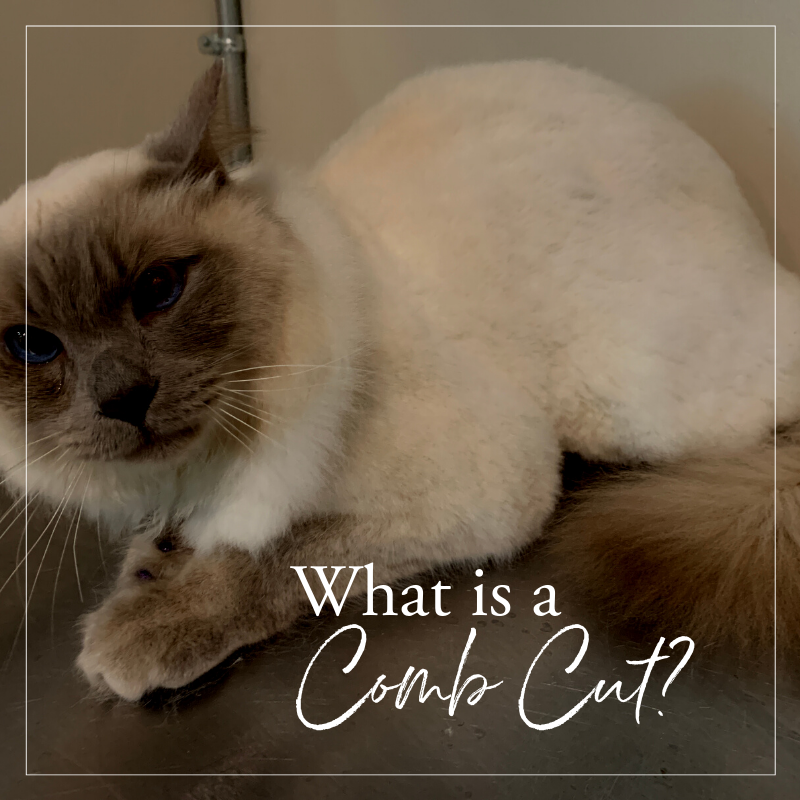 What is a comb cut? — Cat Naps Cattery