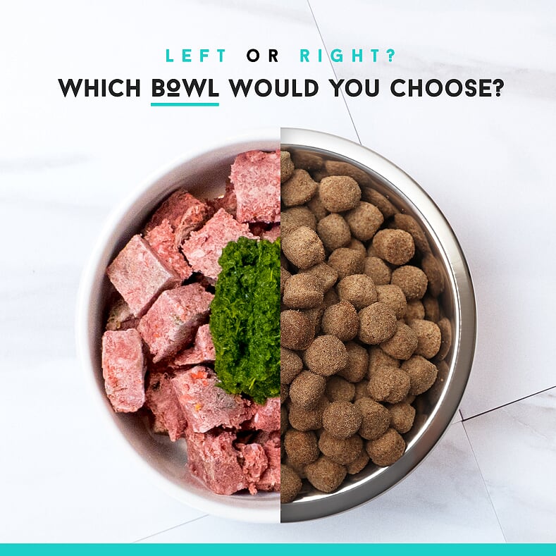 Picking A Low Carb Dog Food — The 