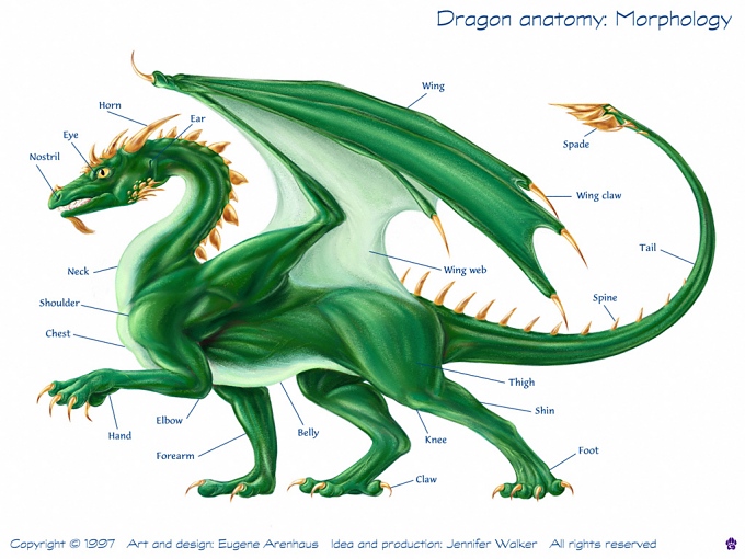 dragon anatomy