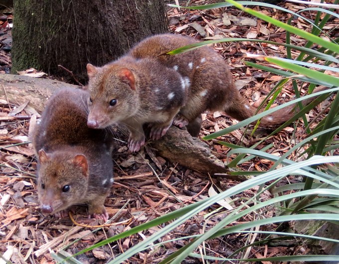 bonorong spotted quolls