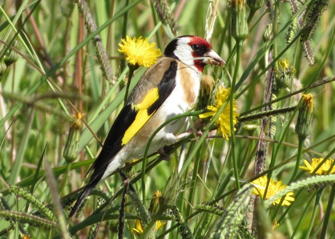 european goldfinch