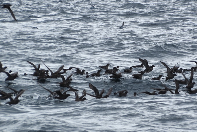 rafts of sooty shearwaters