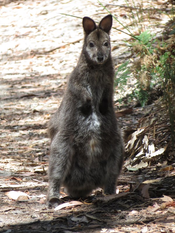 maria_bennetts wallaby2