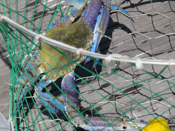 blue crabs — Our Blog — Just a Little Further