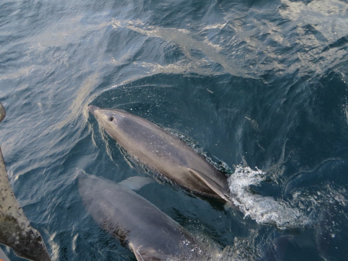 dolphin escort to trinidad