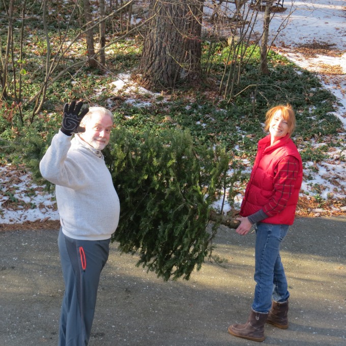 lugging the tree outside